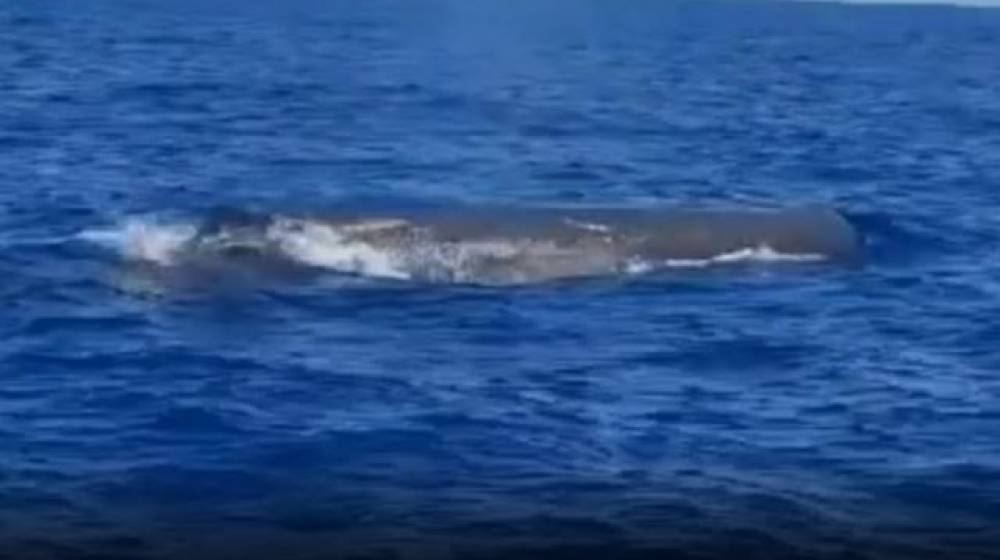 على بعد 8 أميال من الشاطىء... حوتٌ مقابل بلدة الصرفند