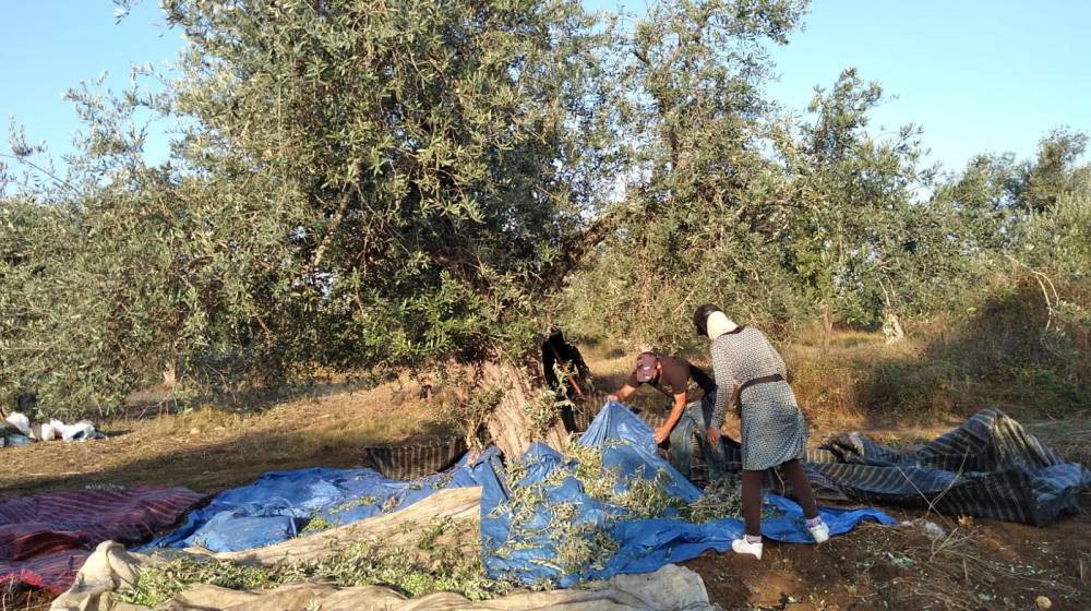 موسم الزيتون في زغرتا.. “الكحل افضل من العمى”!… حسناء سعادة
