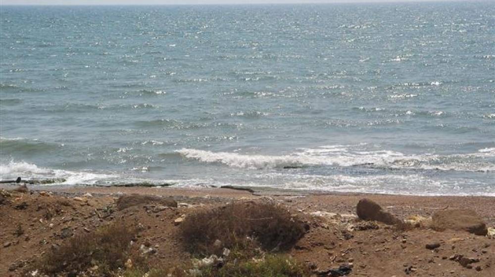 بالفيديو: حوتٌ ضخم على شاطئ العبدة
