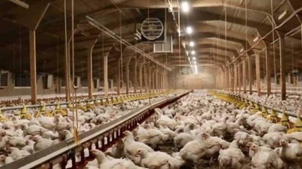 نقابة الدواجن: القطاع يوفر كل إحتياجات السوق