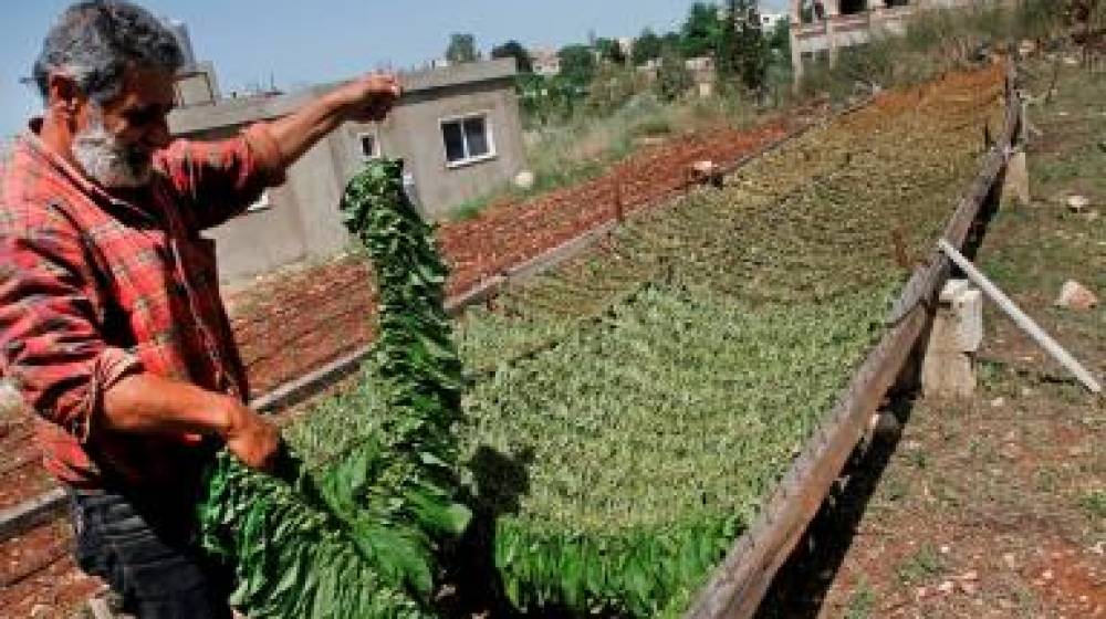 الريجي: استلام محاصيل التبغ بدءاً من 10 أيلول