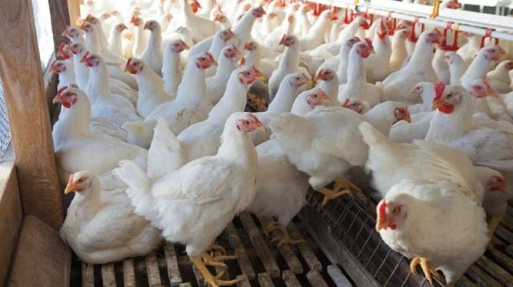 بشأن قطاع الدواجن... وزارة الزراعة توضح