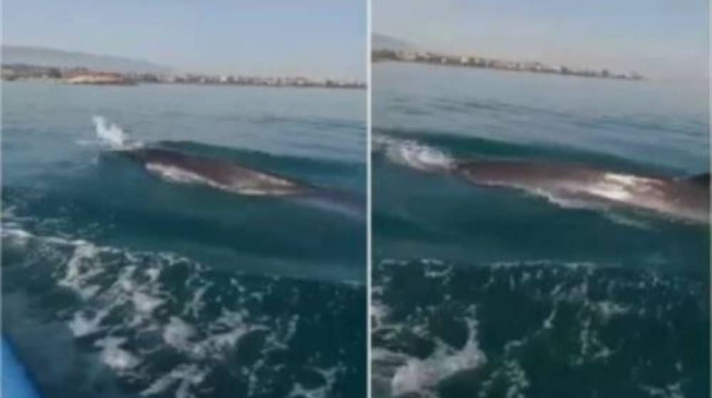 بالصورة: ظهور حوت في بحر عكار!